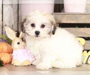 Zuchon Puppy for sale in MOUNT VERNON, OH, USA
