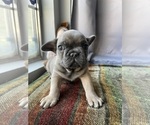 Small #3 French Bulldog