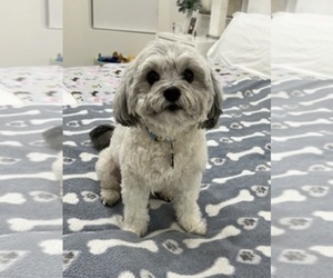 Mother of the Aussiedoodle Miniature  puppies born on 03/01/2026
