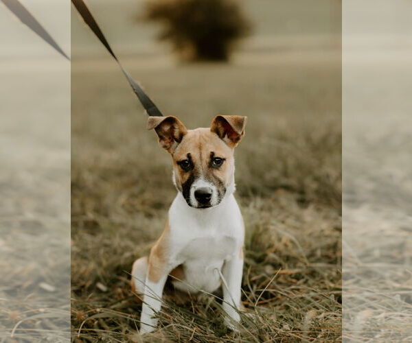 Medium Photo #11 Mutt Puppy For Sale in Germantown, OH, USA