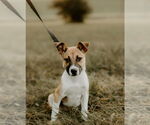 Small #10 Mutt