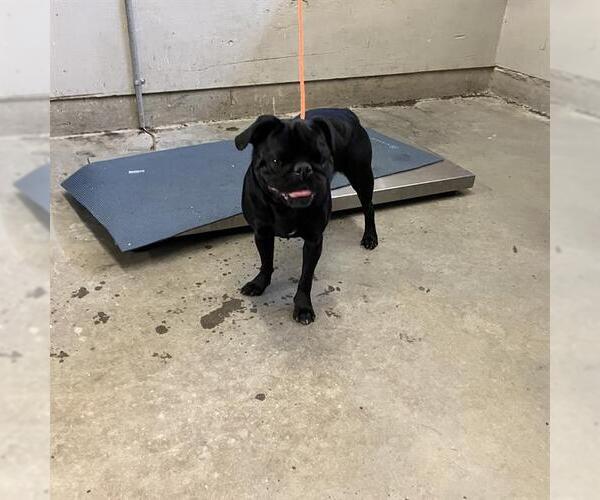 Medium Photo #1 Pug Puppy For Sale in Camarillo, CA, USA