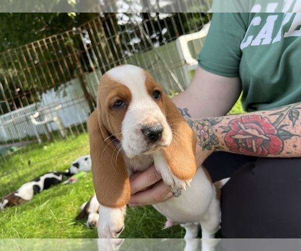 Medium Photo #5 Basset Hound Puppy For Sale in TOLLAND, CT, USA