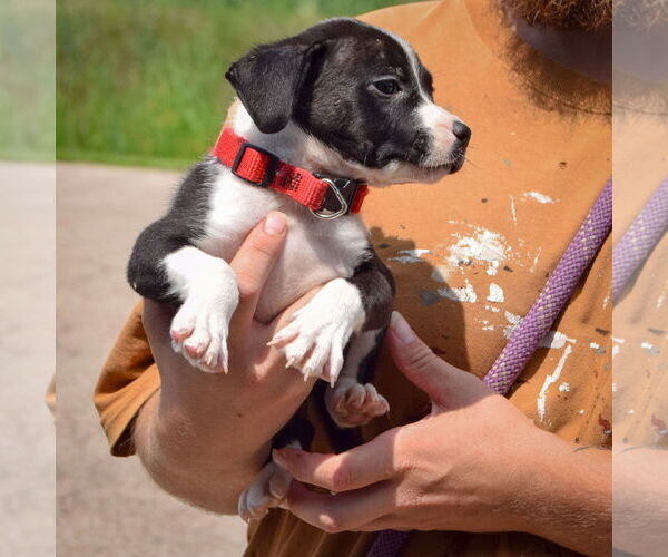Medium Photo #4 Border Collie-Unknown Mix Puppy For Sale in Huntley, IL, USA