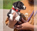 Small #3 Border Collie Mix