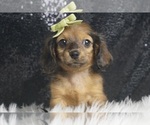 Small #1 Dachshund