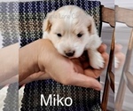 Small Photo #9 Pookimo Puppy For Sale in CLARE, MI, USA
