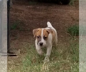 Jack Russell Terrier Puppy for sale in DEPEW, OK, USA