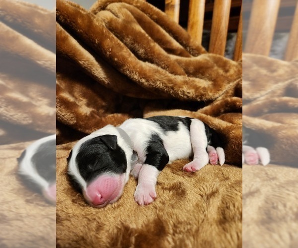 Medium Photo #89 Sheepadoodle Puppy For Sale in LEHI, UT, USA
