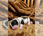 Small #4 Sheepadoodle