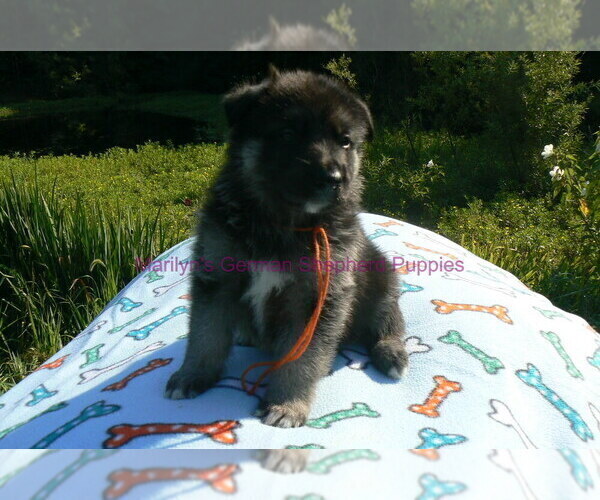 Medium Photo #7 German Shepherd Dog Puppy For Sale in PIEDMONT, MO, USA