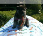 Small #6 German Shepherd Dog