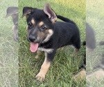 Small #9 German Shepherd Dog