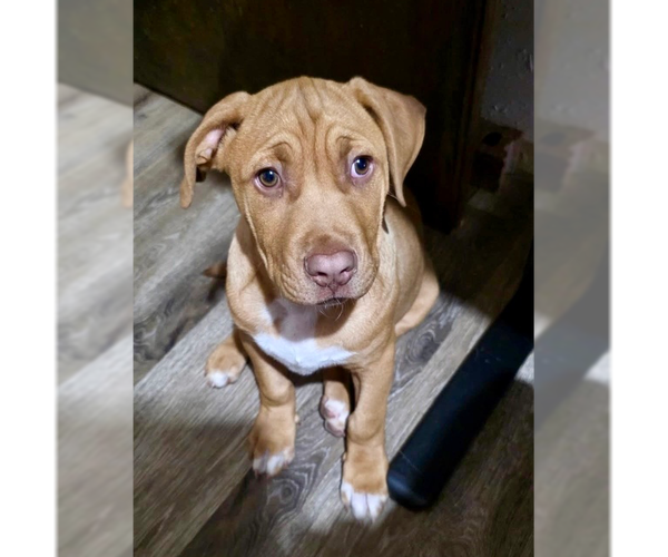 Medium Photo #7 Mutt Puppy For Sale in OKLAHOMA CITY, OK, USA