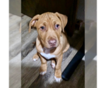 Small #6 Mutt