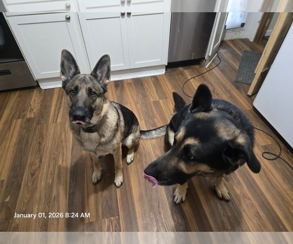 Medium Photo #2 German Shepherd Dog Puppy For Sale in STERLING HEIGHTS, MI, USA