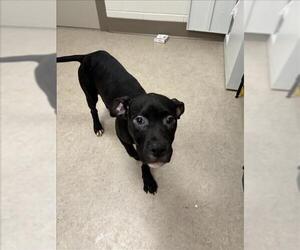 American Pit Bull Terrier Dogs for adoption in Saginaw, MI, USA