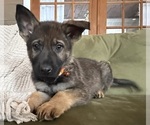 Small #1 German Shepherd Dog