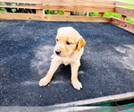 Small #1 Golden Retriever