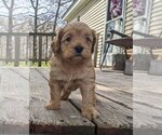 Puppy Teddy Cockapoo-Poodle (Miniature) Mix
