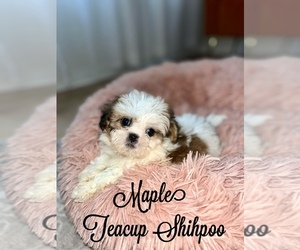 ShihPoo Puppy for sale in ADDISON, IL, USA