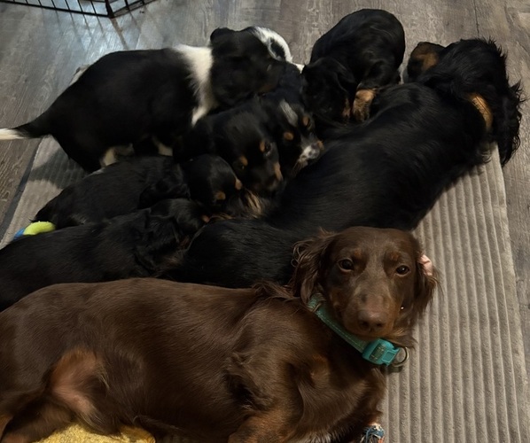 Medium Photo #1 Dachshund Puppy For Sale in SMYRNA, TN, USA