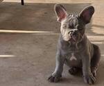 Puppy Steven French Bulldog