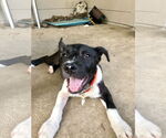 Small #4 American Staffordshire Terrier Mix