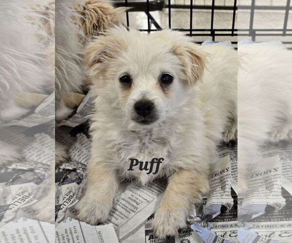Medium Photo #2 Maltipoo Puppy For Sale in Phelan, CA, USA