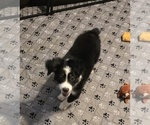 Small #2 Miniature Australian Shepherd