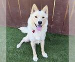 Small Photo #19 Siberian Husky-Unknown Mix Puppy For Sale in San Diego, CA, USA
