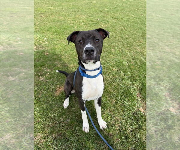 Medium Photo #3 American Staffordshire Terrier-Unknown Mix Puppy For Sale in Pierceton , IN, USA