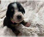 Puppy 1 Greater Swiss Mountain Dog
