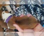 Small Photo #14 Pembroke Welsh Corgi Puppy For Sale in KINGMAN, AZ, USA