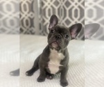 Small French Bulldog