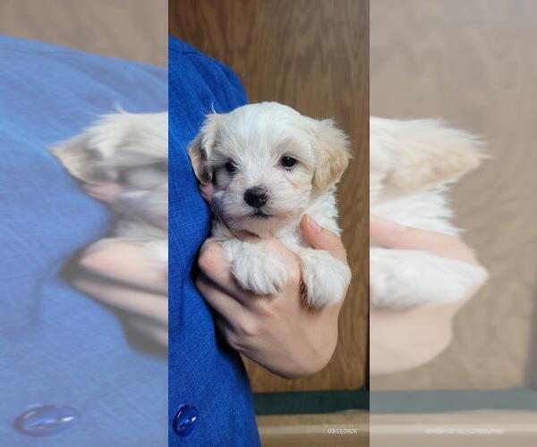 Medium Photo #5 Maltipoo (Miniature) Puppy For Sale in BROOKFIELD, MO, USA