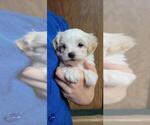 Small #4 Maltipoo (Miniature)