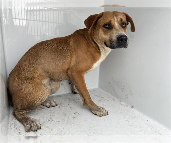 Medium Photo #1 Black Mouth Cur-Unknown Mix Puppy For Sale in Houston, TX, USA