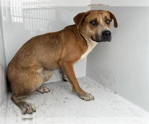 Black Mouth Cur-Unknown Mix Dogs for adoption in Houston, TX, USA