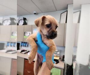 Mutt Dogs for adoption in San Antonio, TX, USA