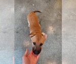 Small #10 Boxer Mix