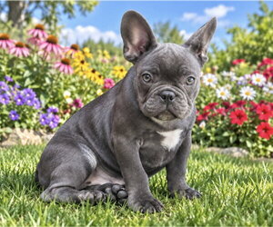 French Bulldog Dogs for adoption in Bon Carbo, CO, USA