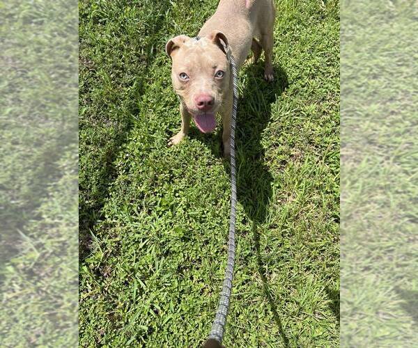 Medium Photo #3 Mutt Puppy For Sale in Abbeville, LA, USA