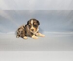 Small Photo #14 Bernedoodle (Miniature) Puppy For Sale in BLACK FOREST, CO, USA