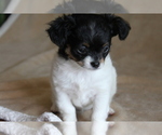 Small #5 Chihuahua
