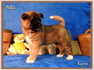 Akita Puppy for sale in ROTHVILLE, MO, USA