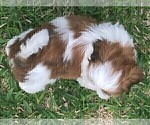 Small Photo #3 Shih Tzu Puppy For Sale in MC KINNEY, TX, USA