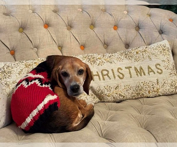 Medium Photo #1 Beagle-Unknown Mix Puppy For Sale in Germantown, OH, USA