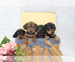 Dachshund Puppy for sale in STANLEY, WI, USA