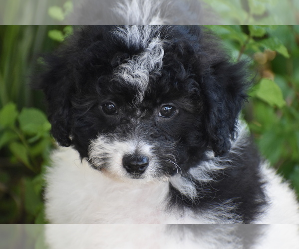 Medium Photo #1 Bichpoo Puppy For Sale in ELDORADO, OH, USA